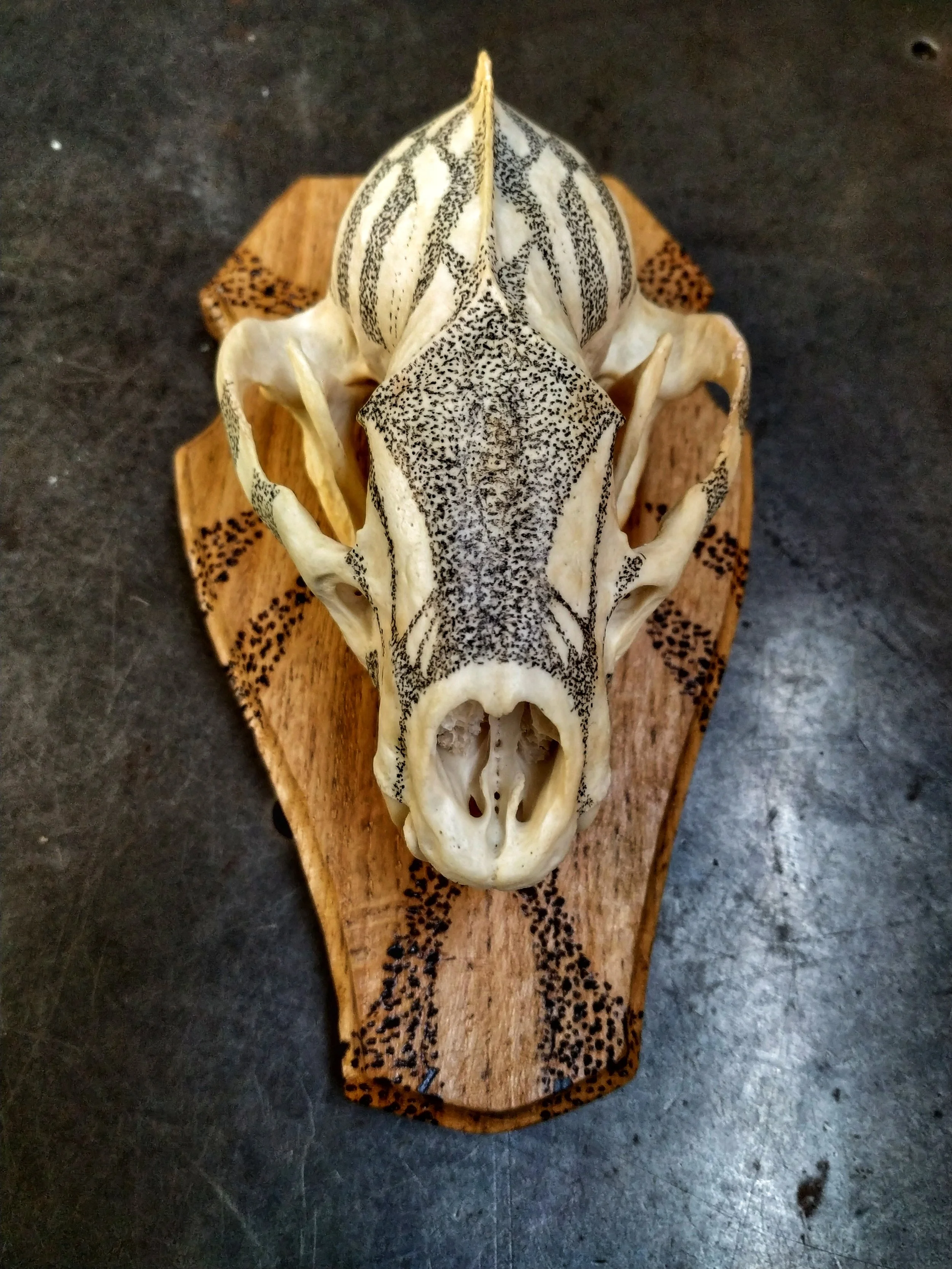 An inked badger skull with black patterns, mounted on a taxidermy shield.