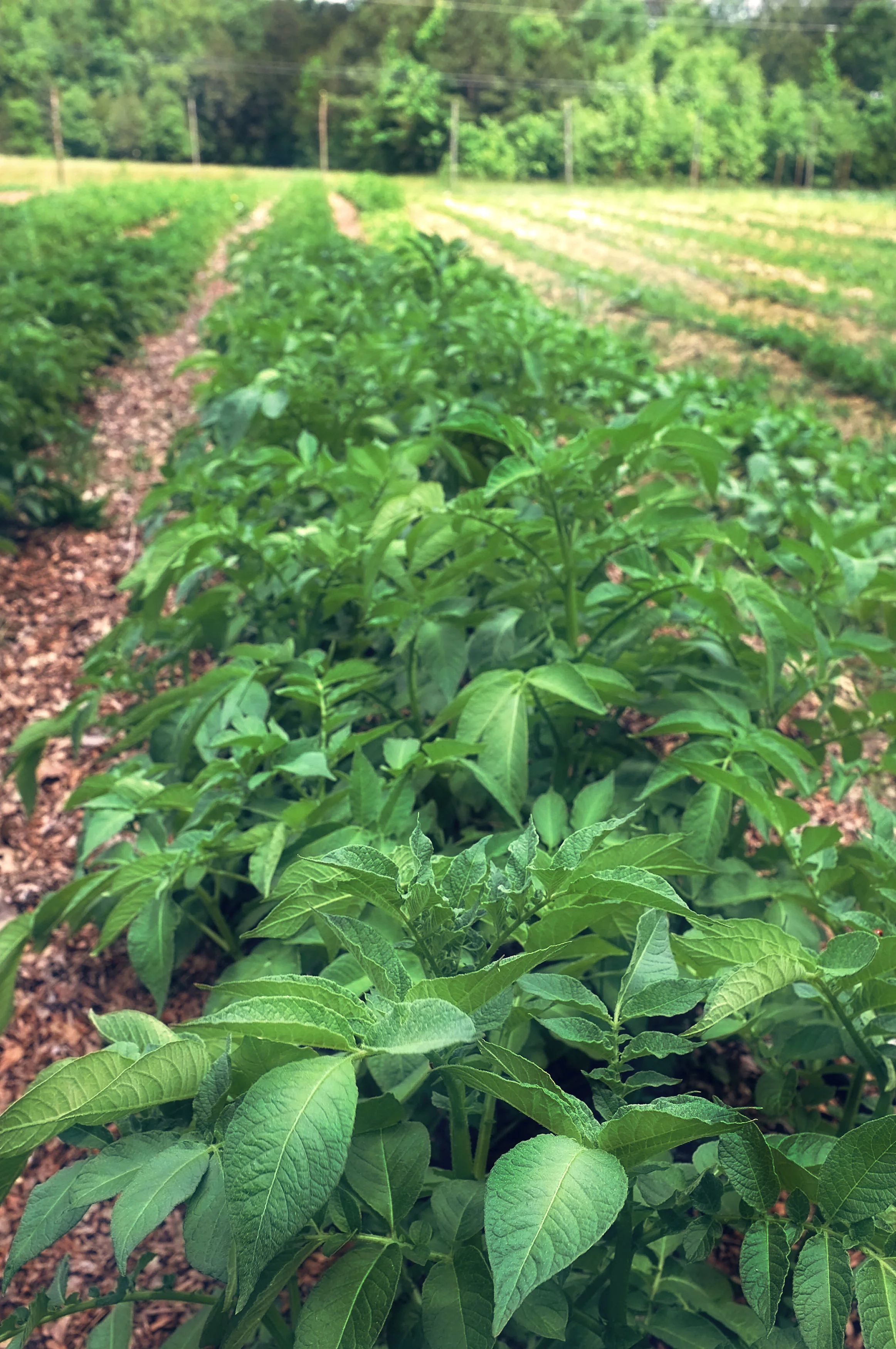 A garden with rows of green plants, soil in between, and trees in the background under a clear sky.