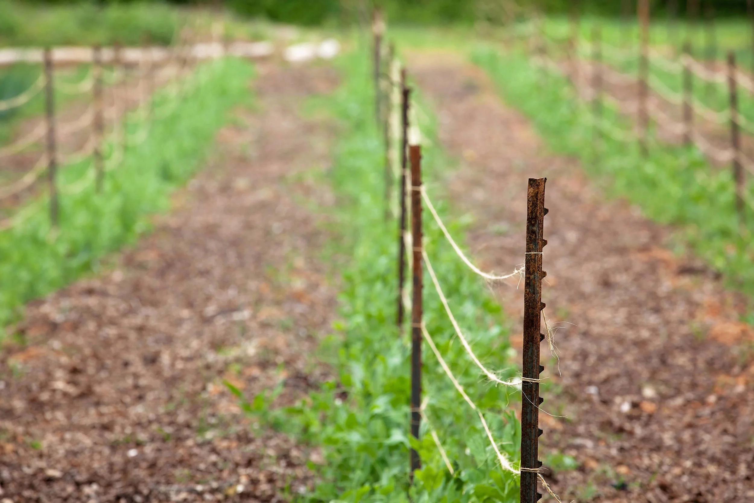 Close-up view of a row of rusty metal fence posts connected by white string in a vineyard with green grass and trees in the background.