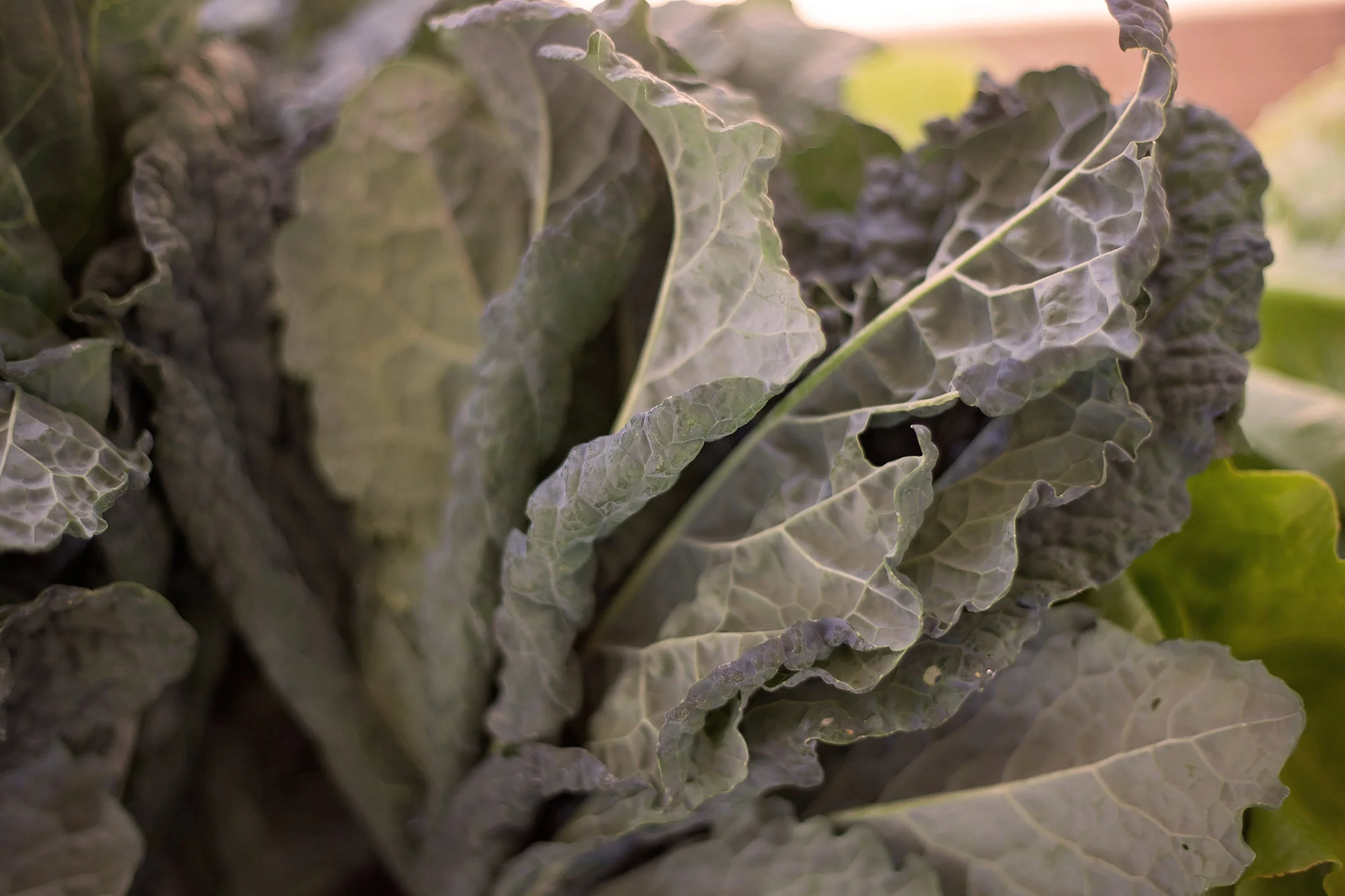 Close-up of green leafy kale with crinkled leaves and visible veins.
