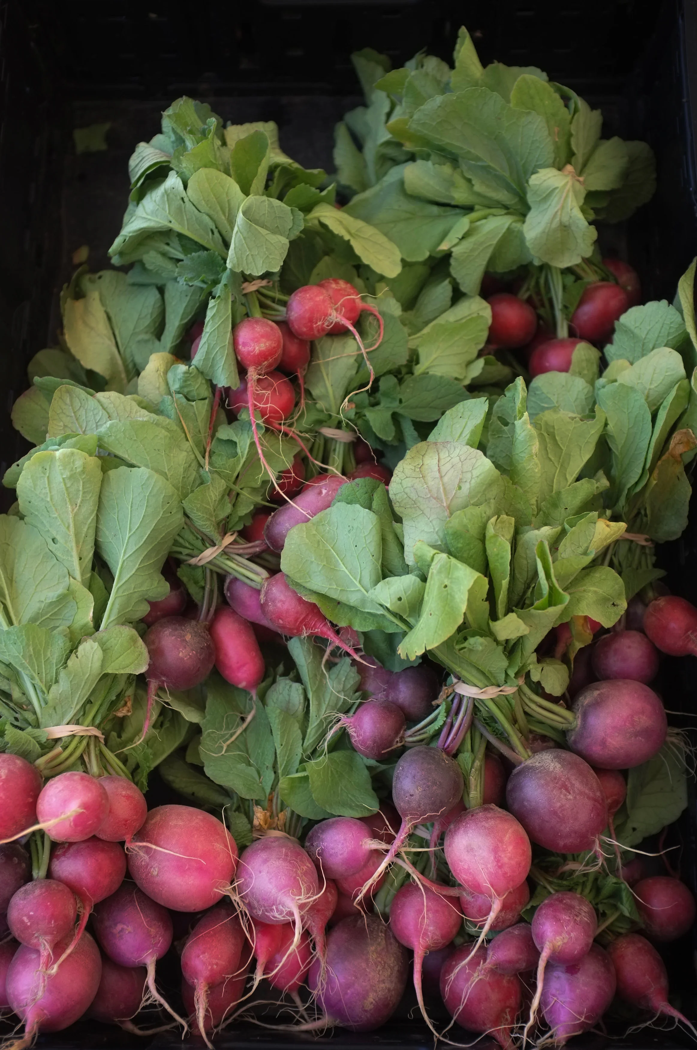 Fresh radishes with green leaves in a black container.