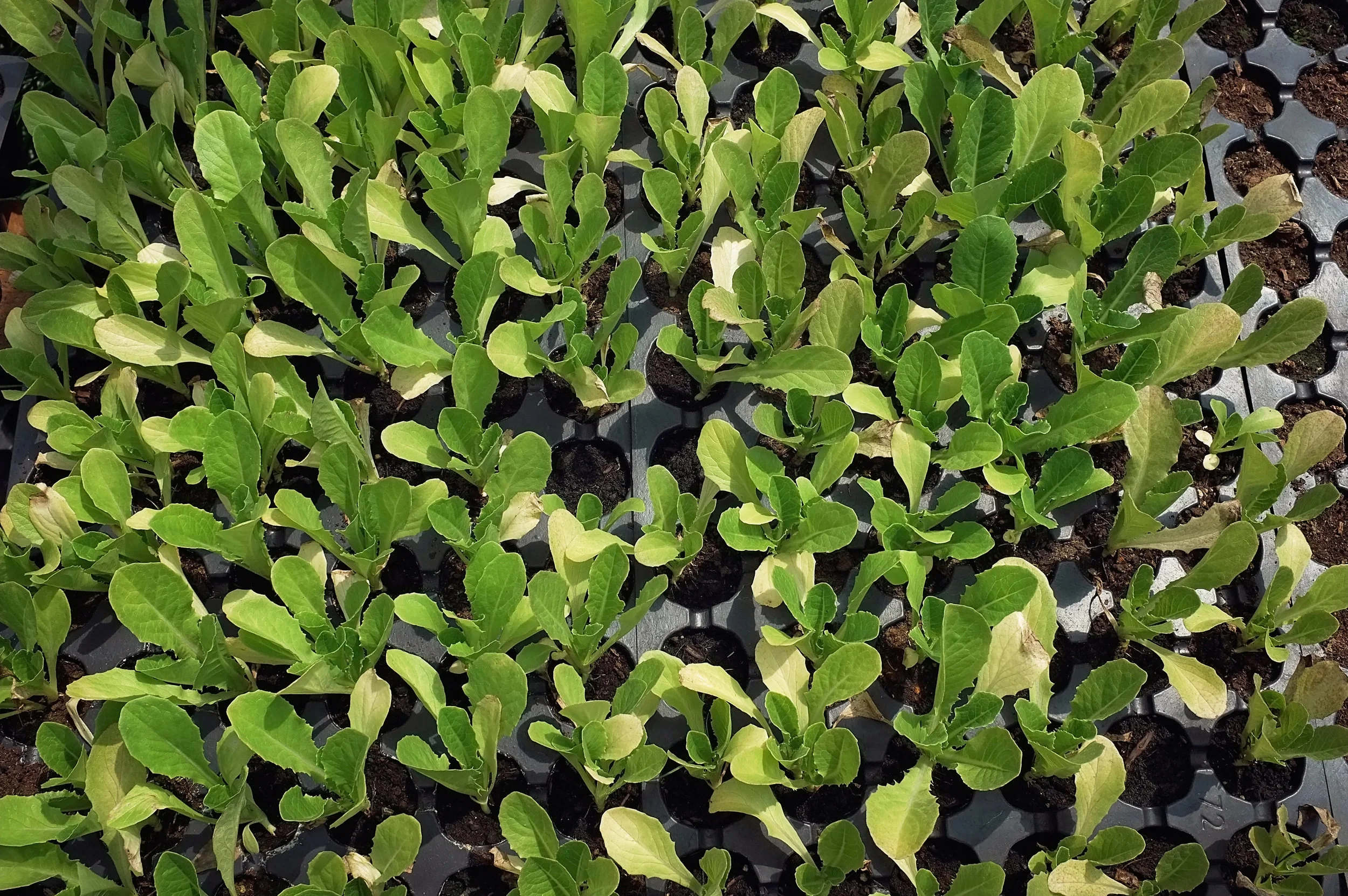 Young lettuce plants growing in black plastic trays with soil.