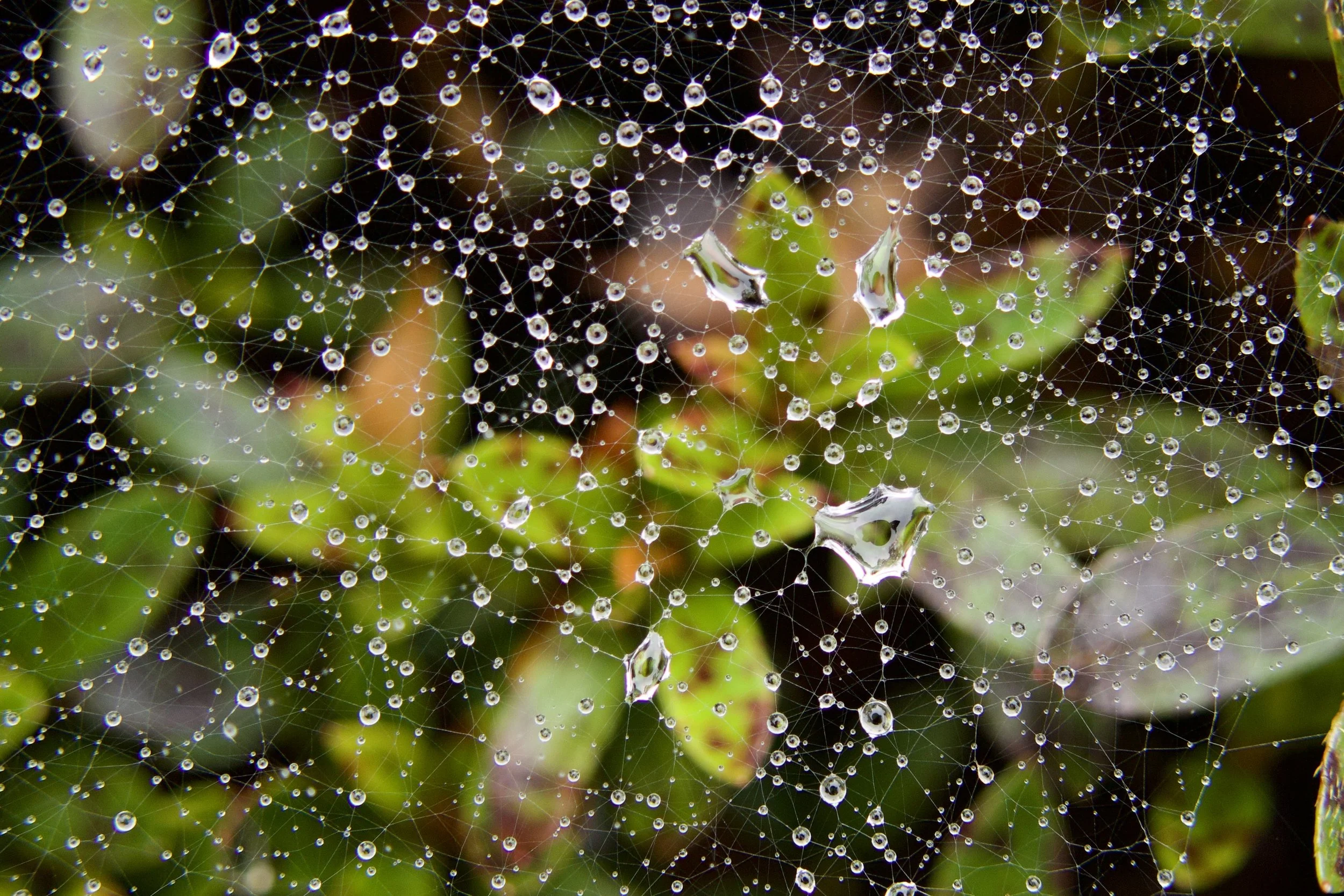 Close-up of a spider web with water droplets on the strands, set against green and brown blurred foliage.