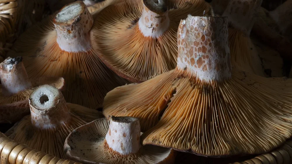 Close-up of several wild mushrooms with brown and white caps and gills, arranged in a basket.