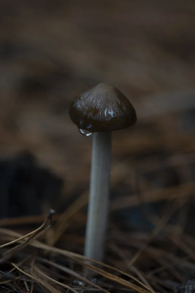 small brown mushroom growing out of ground