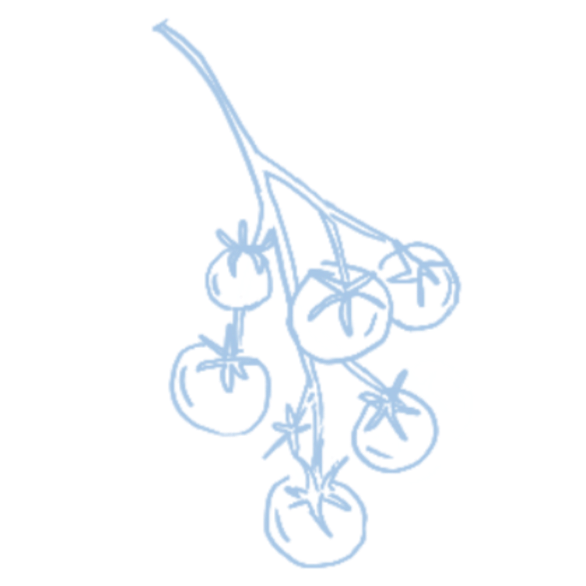 Stylized drawing of a bunch of cherry tomatoes on a vine in blue color.