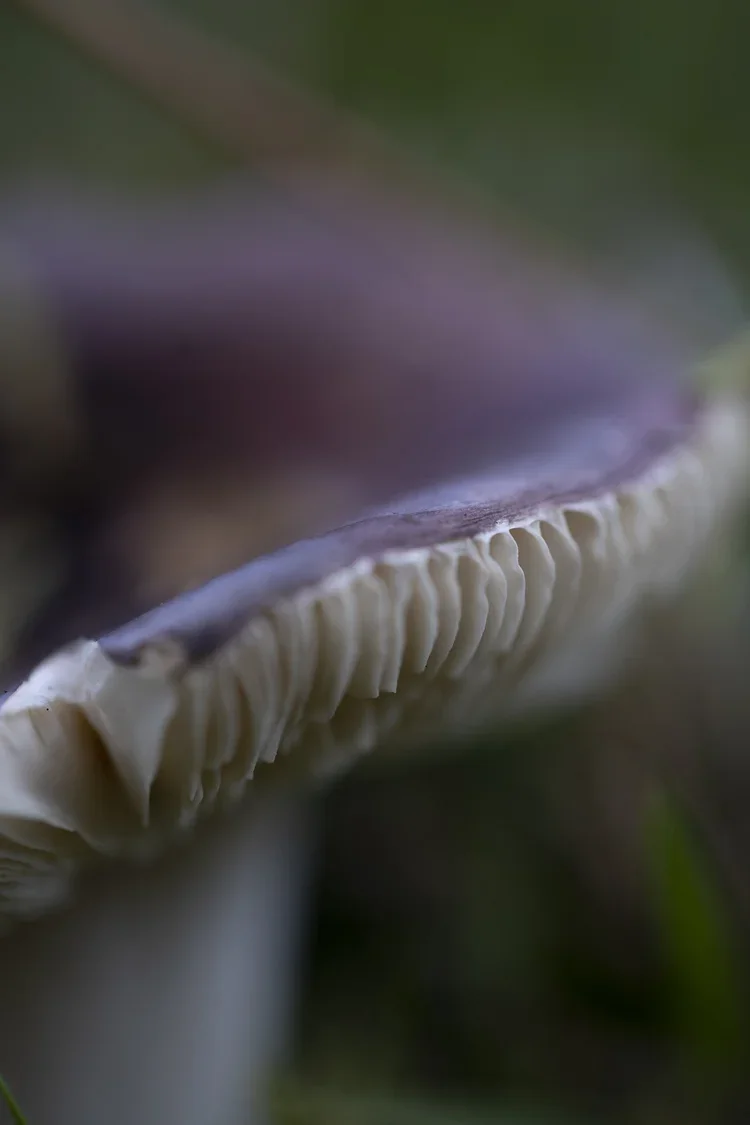 Close-up of the underside of a mushroom showing its gills.