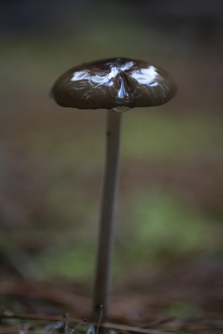 Close-up of a dark brown mushroom with a slightly shiny cap, standing on a thin stem in a natural outdoor setting.