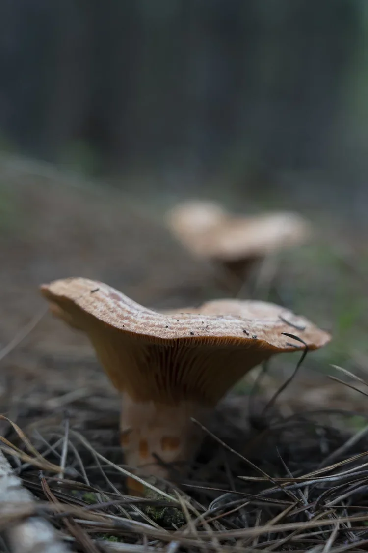 Close-up of a brown mushroom growing on forest floor among dry pine needles and twigs.