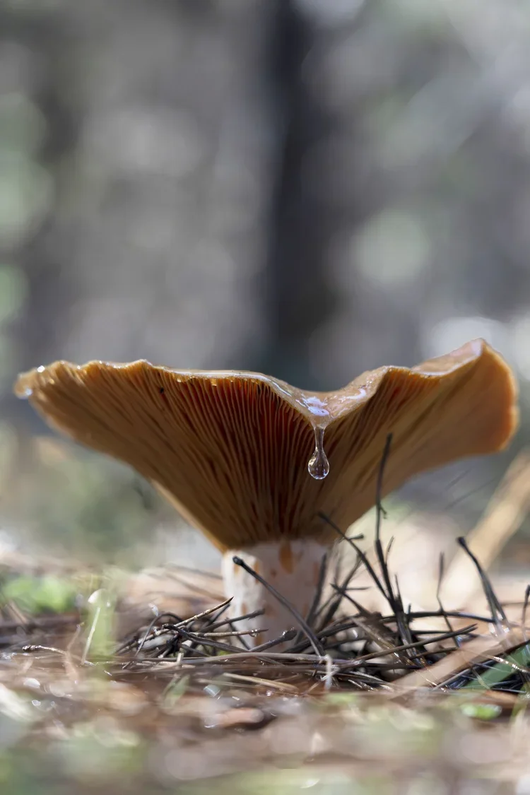 Close-up of a mushroom growing in the forest with a droplet of water hanging from its gills.