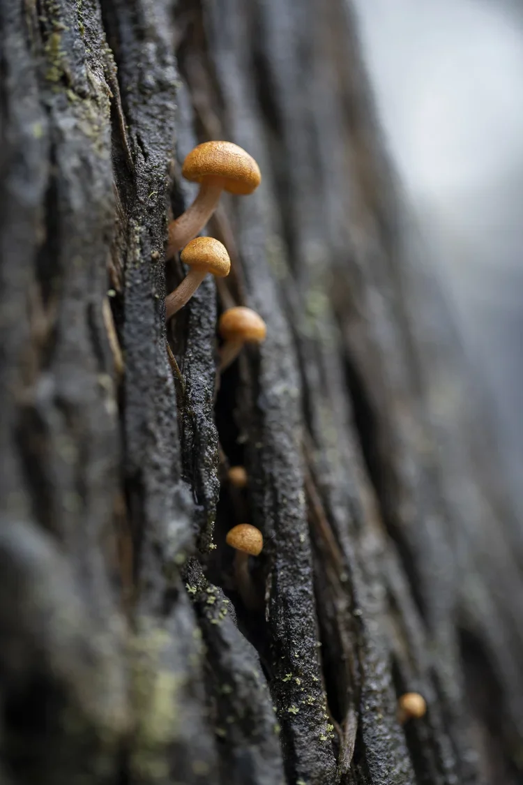 Small brown mushrooms growing on the dark, textured bark of a tree.
