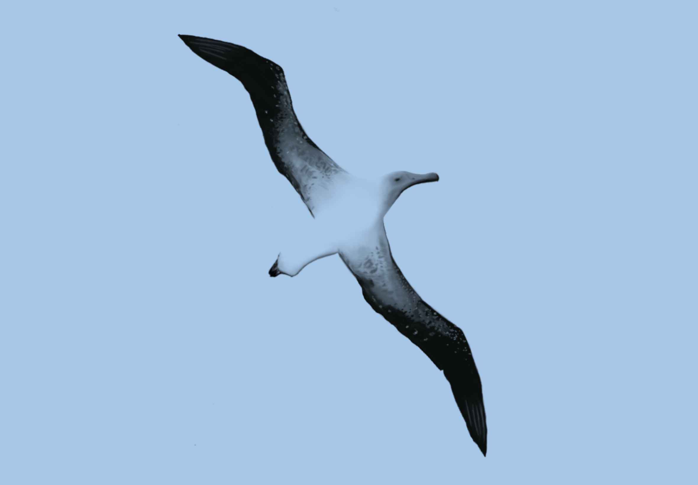 Drawing of albatross