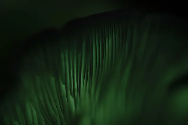 Close-up of green, glowing, textured surface with vertical ridges in a dark environment.