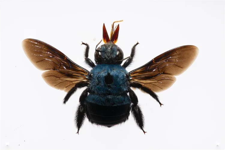 Photograph of bee on light box
