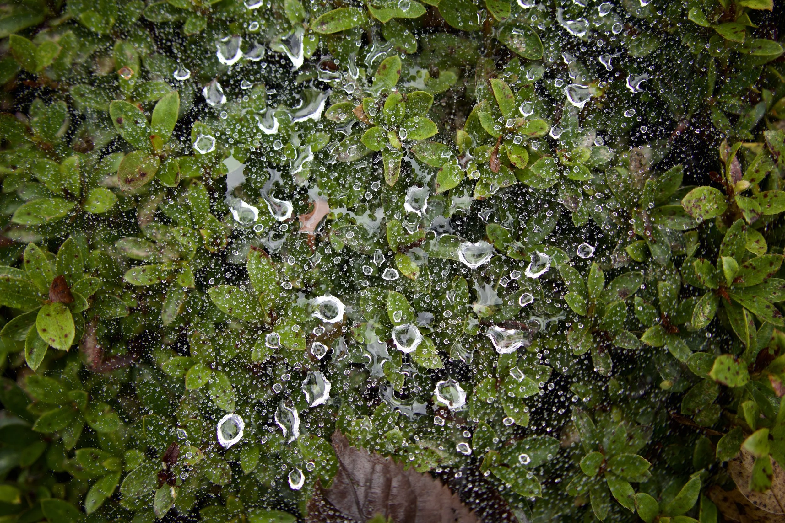 Close-up of green bushes with water droplets on leaves and a spider web covered in dew.