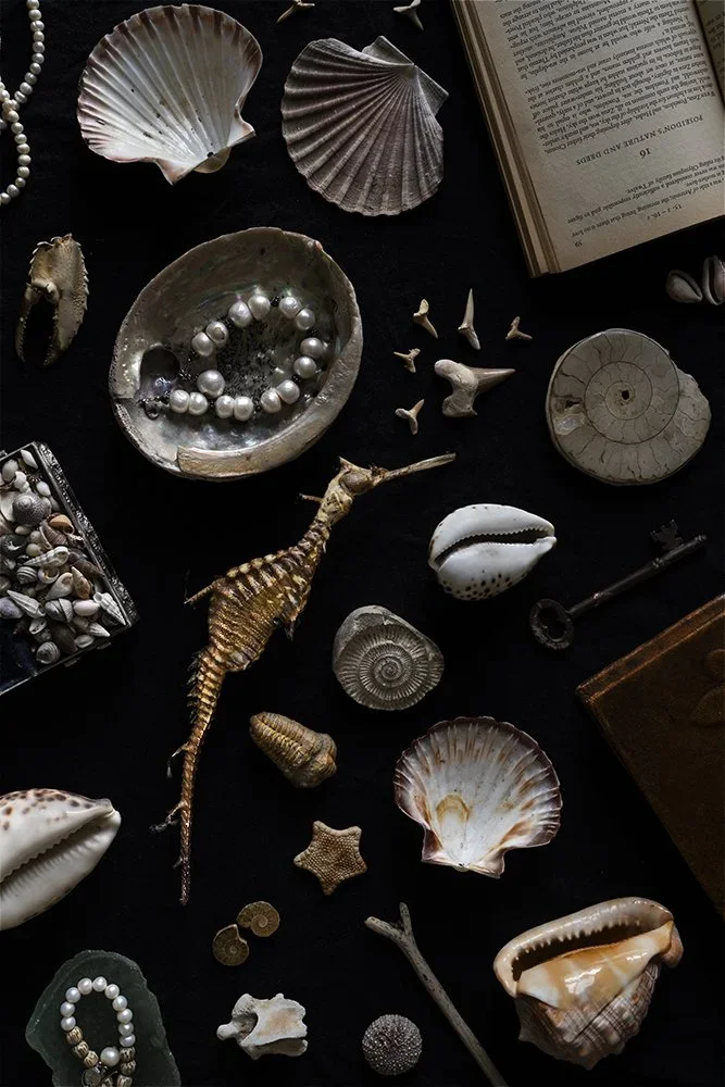 Collection of seashells, a small starfish, a lizard, a shell with pearls, a book, and various small shells and sea objects arranged on a black surface.