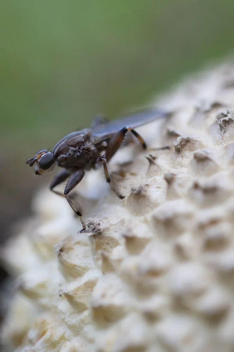 Close-up of a small black insect with large eyes and six legs walking on a textured, beige surface.