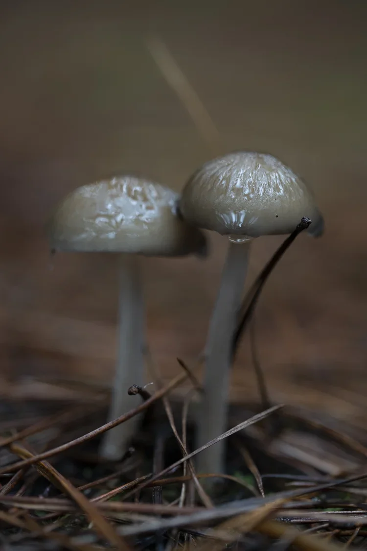 Close up of two mushrooms growing out of ground