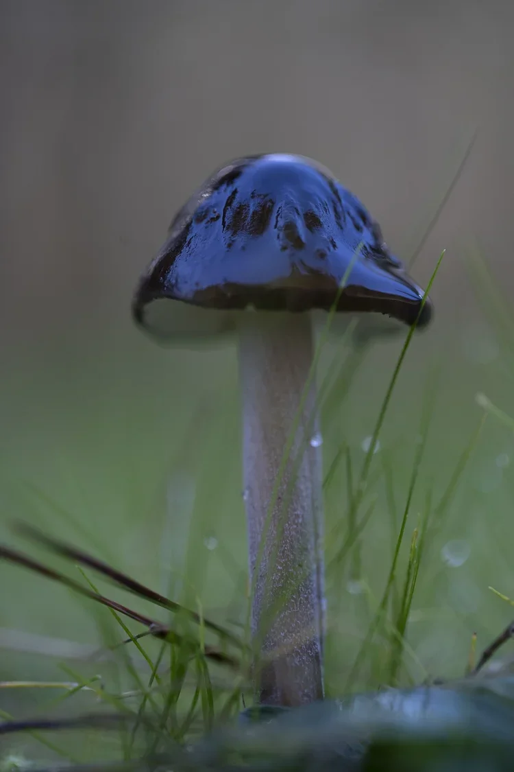 Close-up of a dark-colored mushroom with a shiny cap and a tall, slender stem, surrounded by green grass.