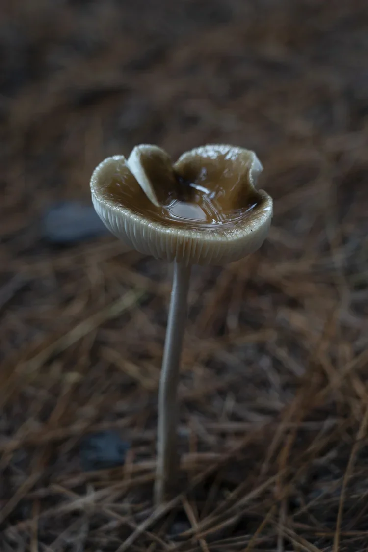Close-up of a small mushroom growing in a forest, with water collected on top of its cap, surrounded by pine needles.