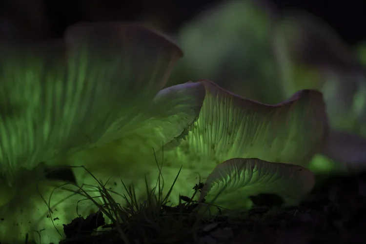 Glowing green mushrooms growing in a dark environment.
