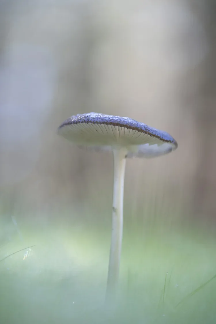 Close-up of a mushroom with a thin stem and a dark cap, set against a blurred natural background.