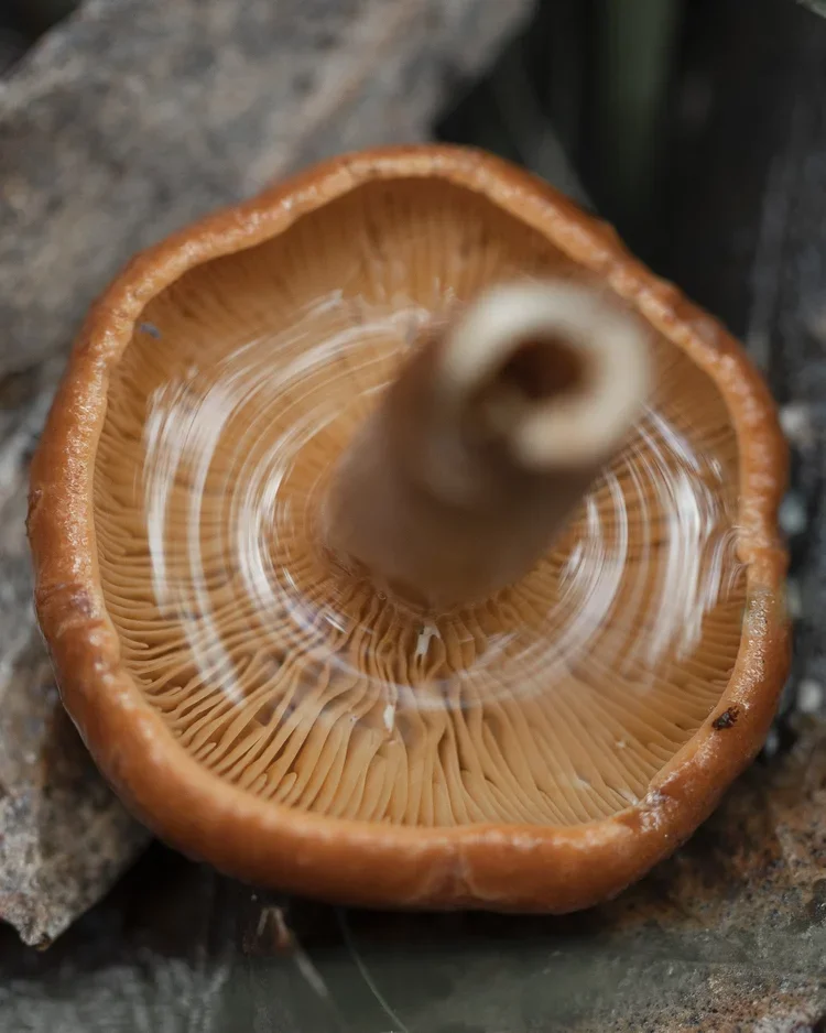 Close-up of the underside of an orange-brown mushroom cap, showing gills and the stem in the center, on a rocky surface.