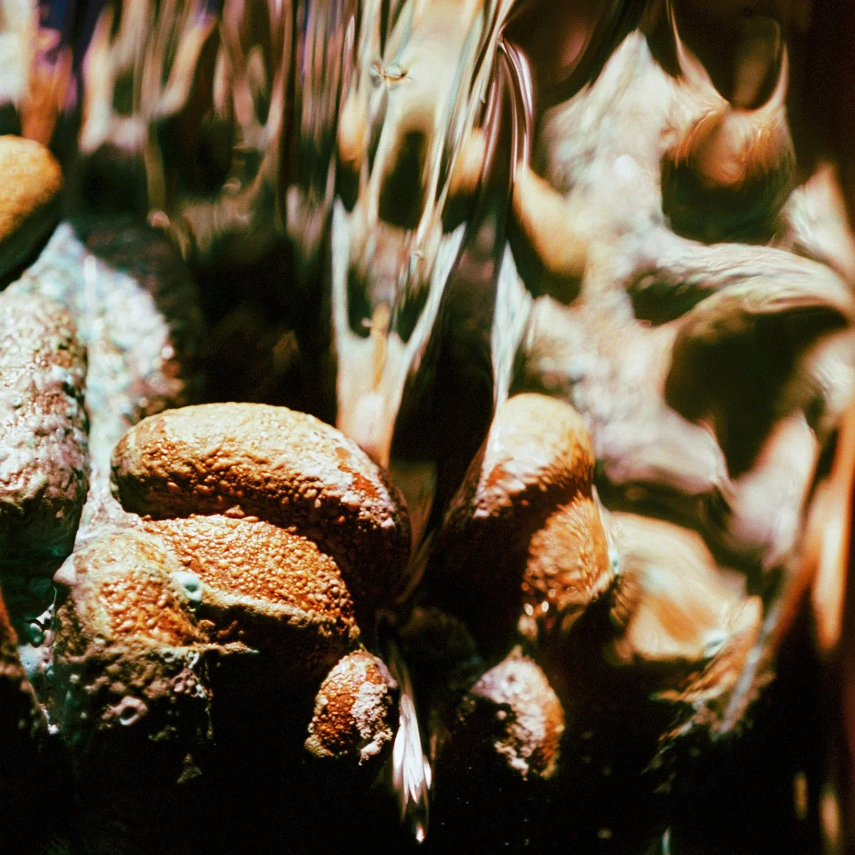 reveries — Somewhere Press, 2024