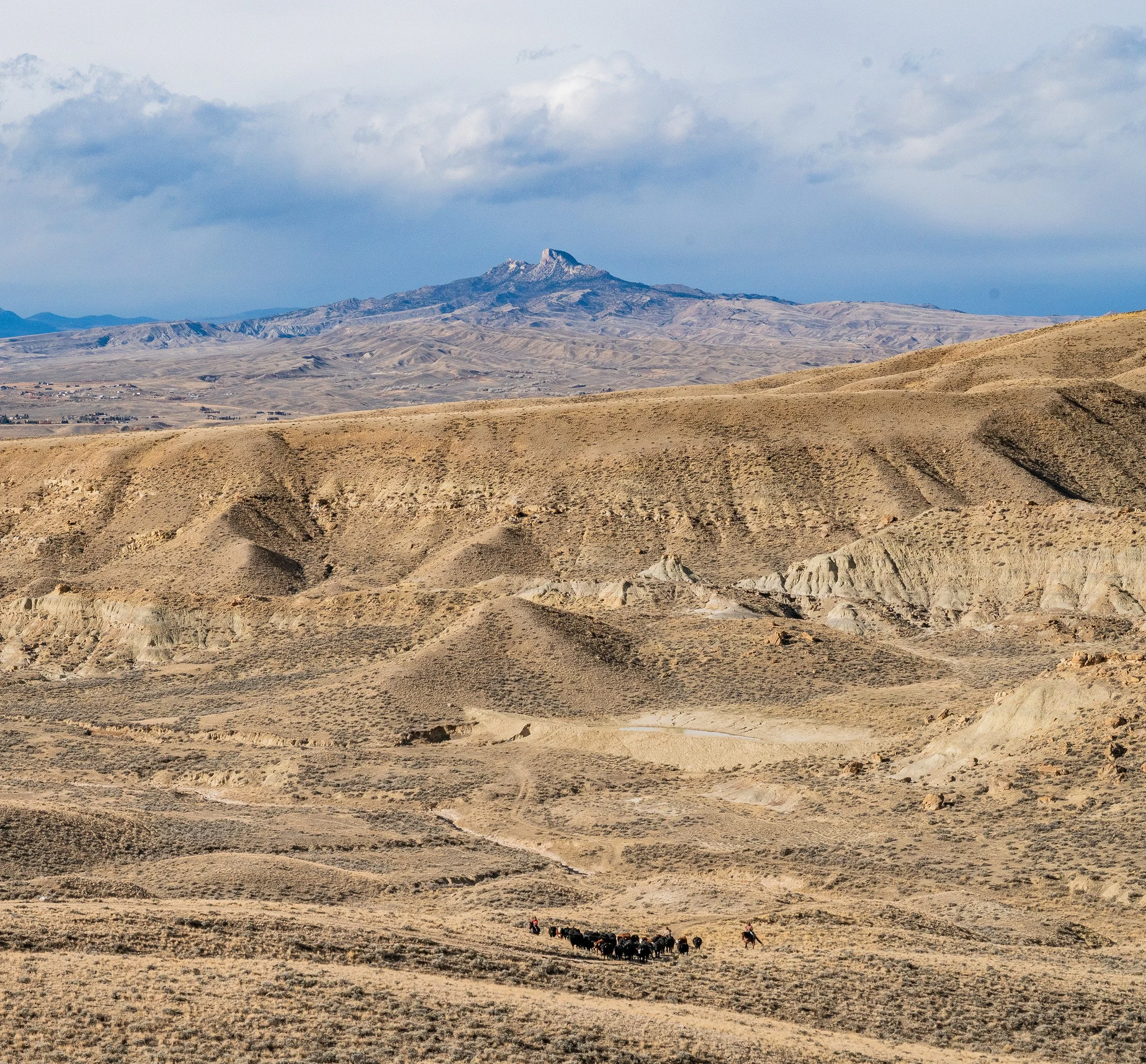 Grass Fed Beef from Small Family Ranch in Wyoming, Natural Beef No GMO