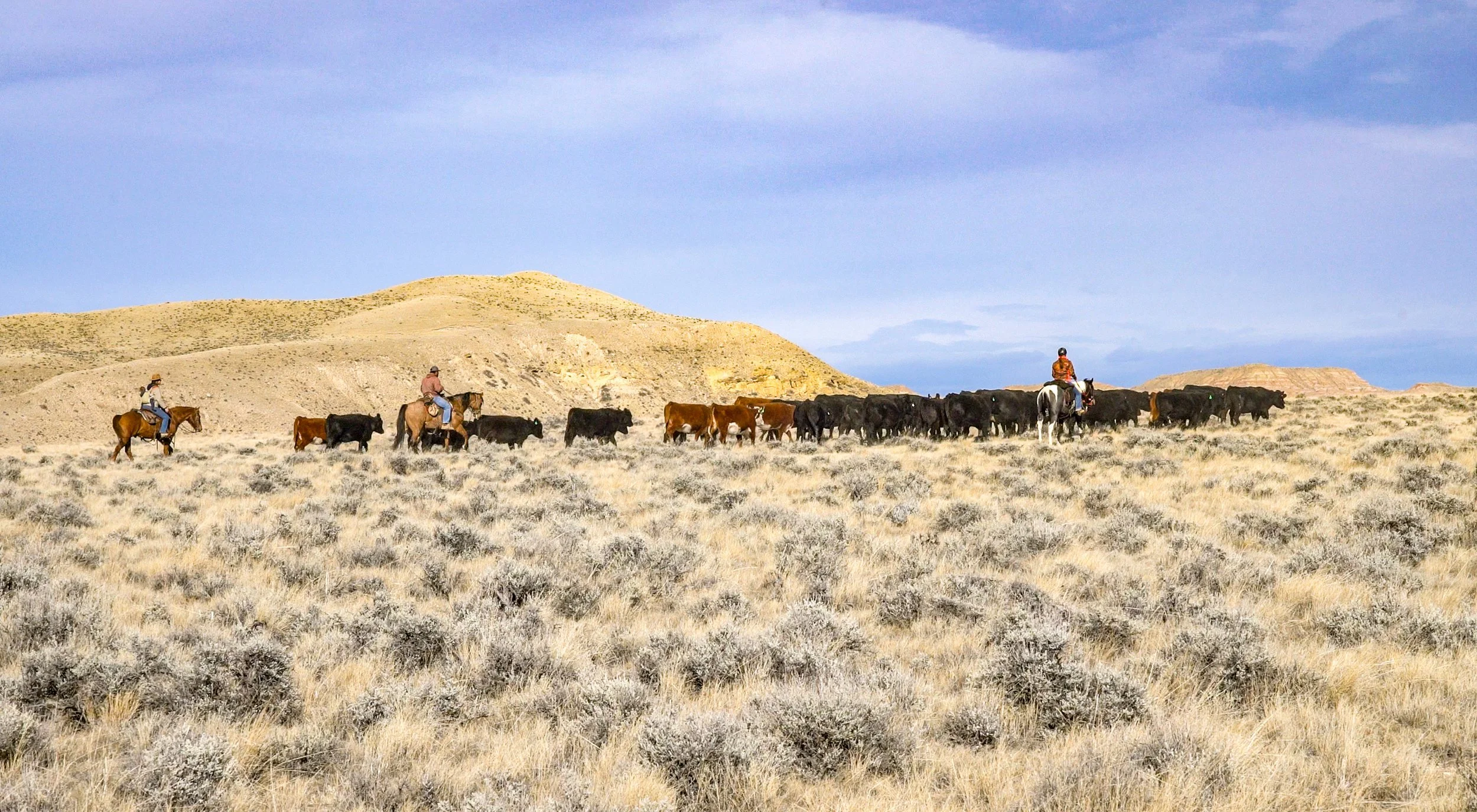 Grass Fed Beef from Small Family Ranch in Wyoming, Natural Beef No GMO