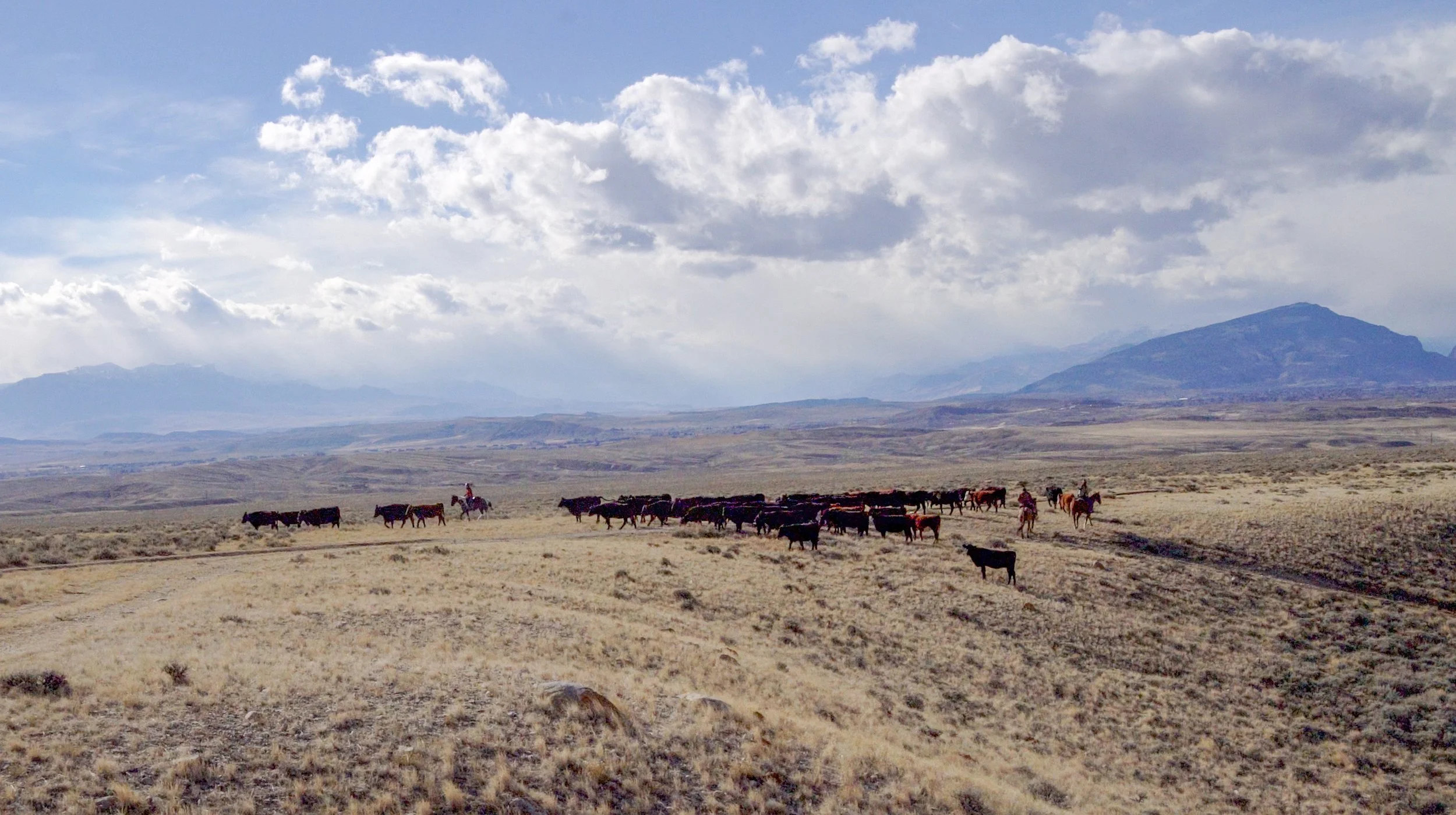 Grass Fed Beef from Small Family Ranch in Wyoming, Natural Beef No GMO