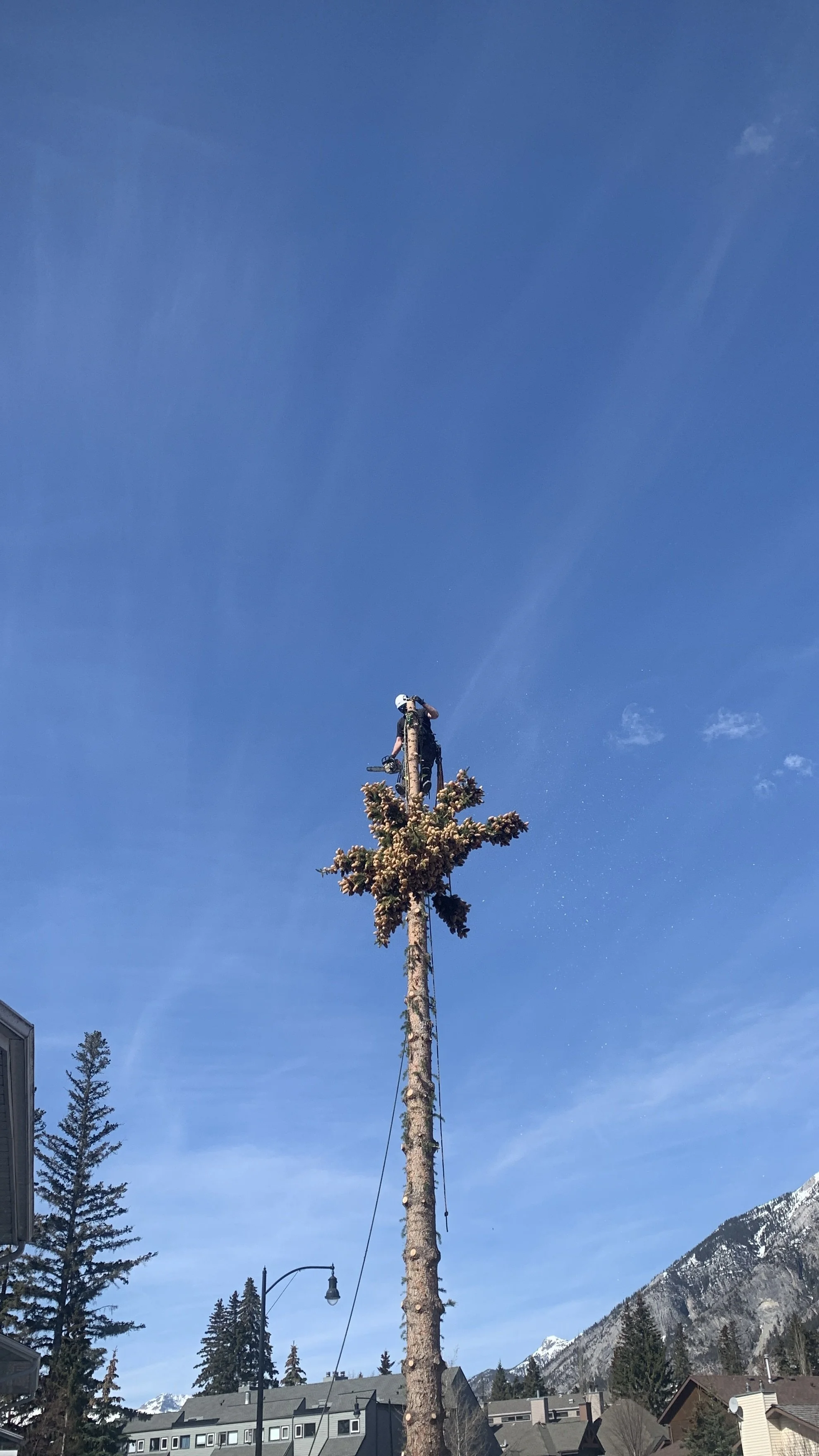 Hazard Tree Removal
