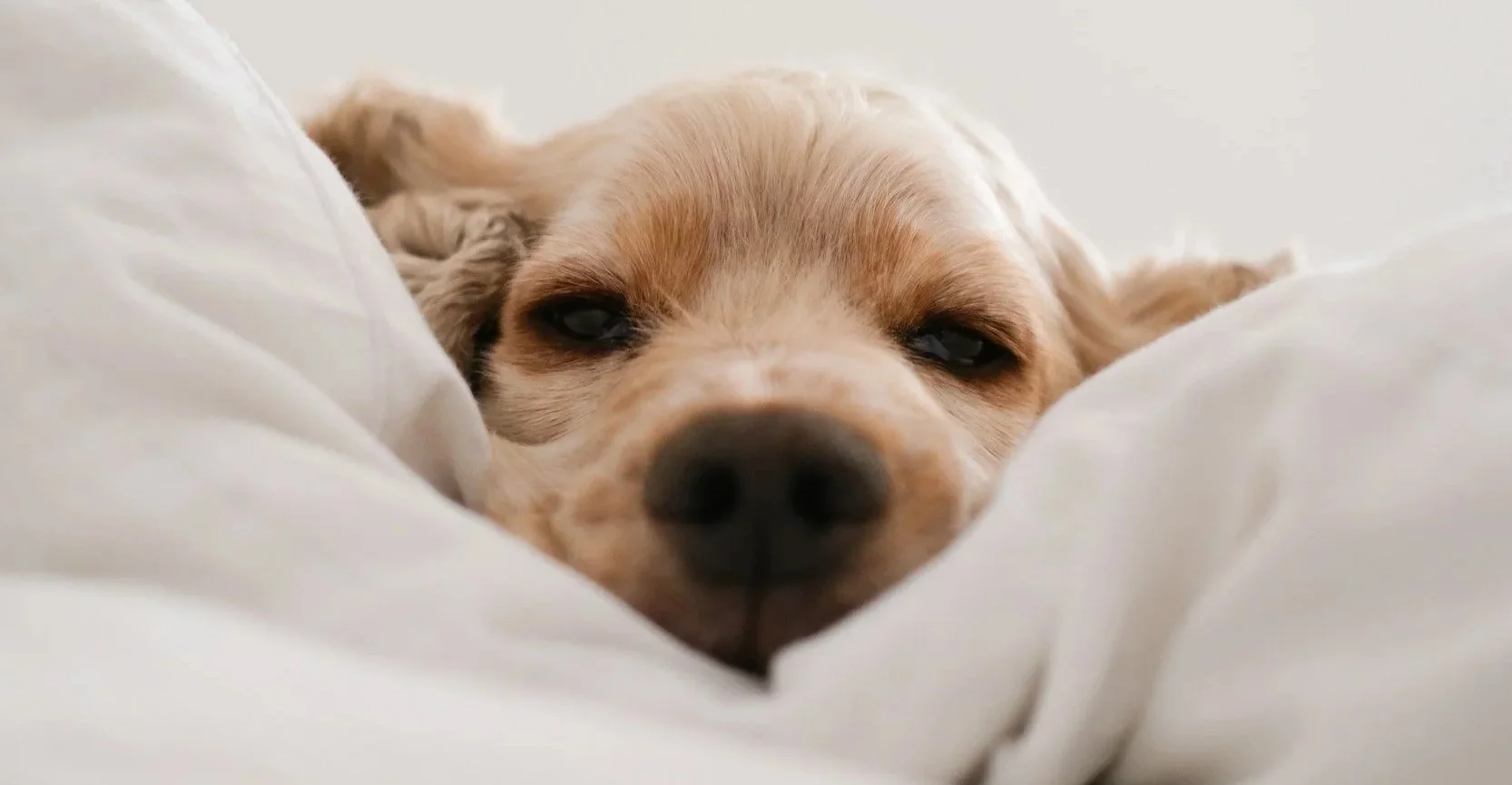 Close-up of a golden retriever dog resting on a bed at Best Western Plus Chocolate Lake where we offer pet friendly stays.