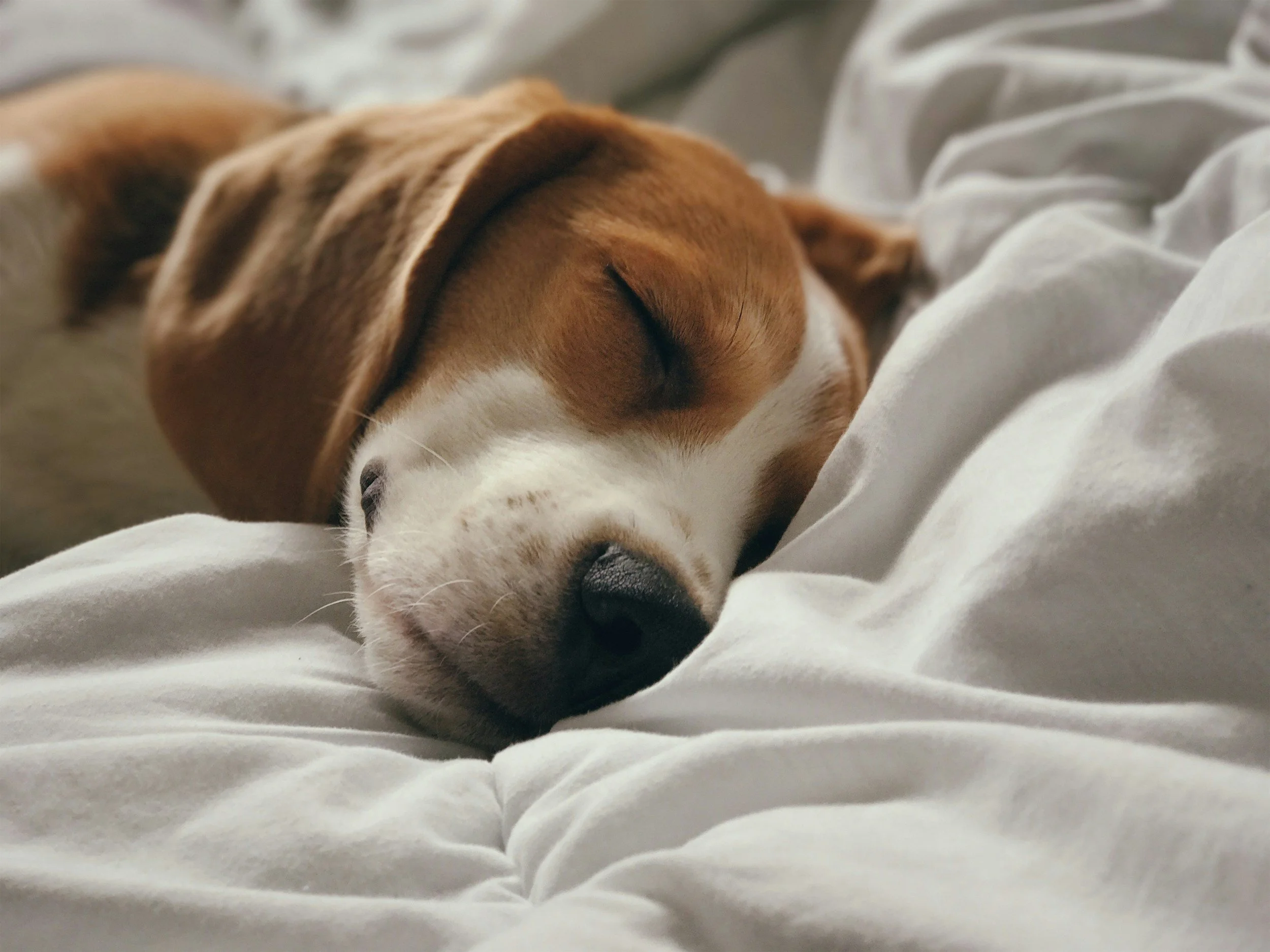 A brown and white puppy sleeping on a white blanket Best Western Plus Chocolate Lake where we offer pet friendly stays.