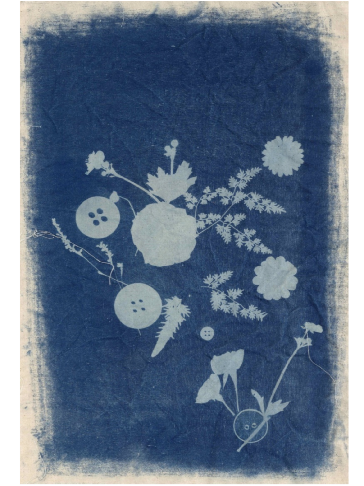 Residual Forms, 2026, Cyanotype on cotton linen and card 42 x 59.4 cm