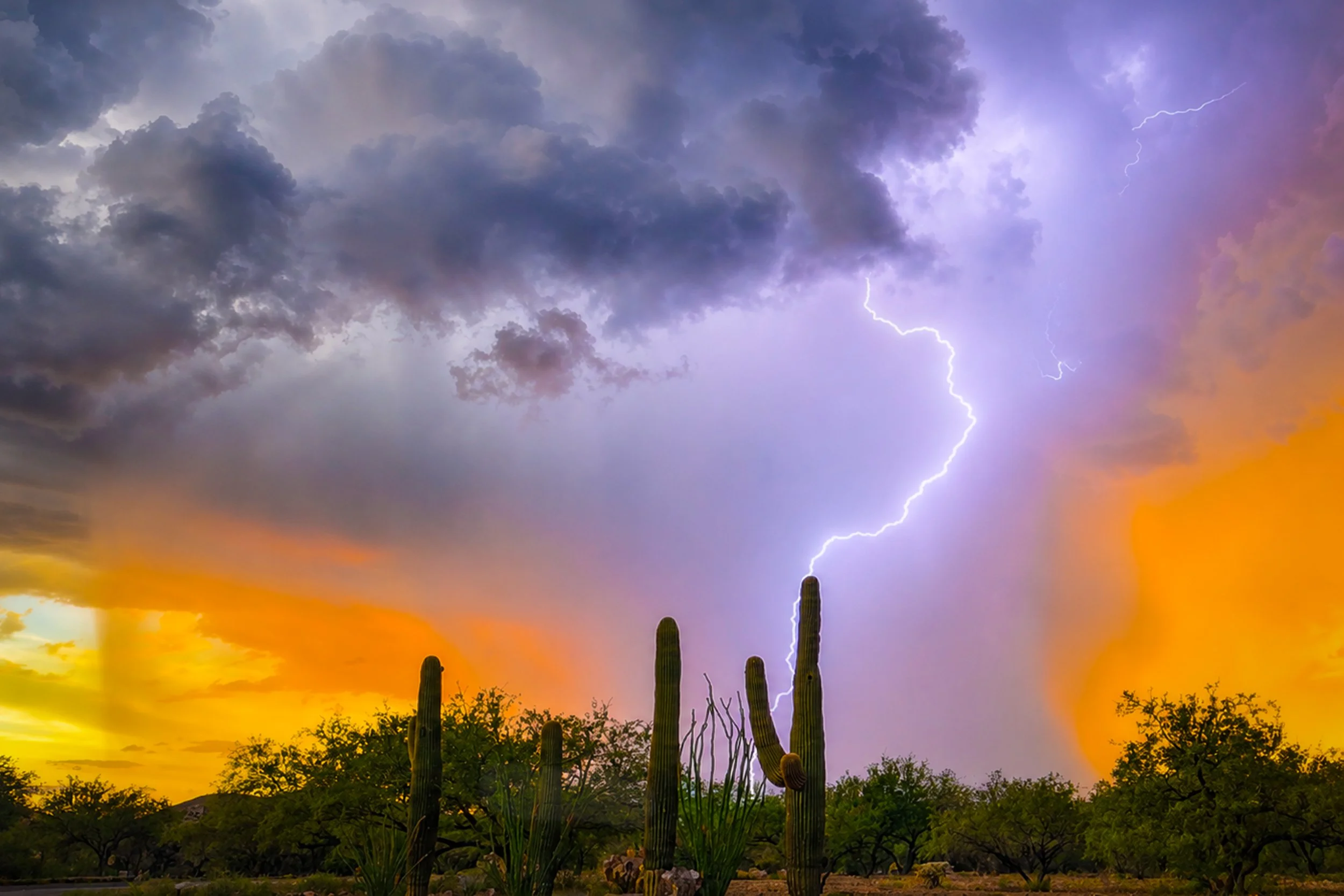 Saguaro of the Storm 12x18