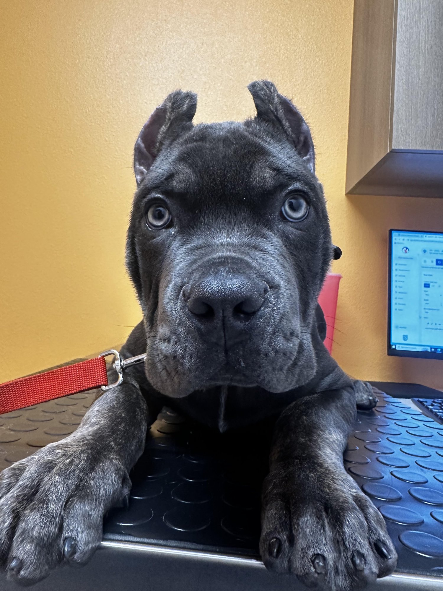 9Tails Veterinary Clinic | Veterinarian in Corona, CA