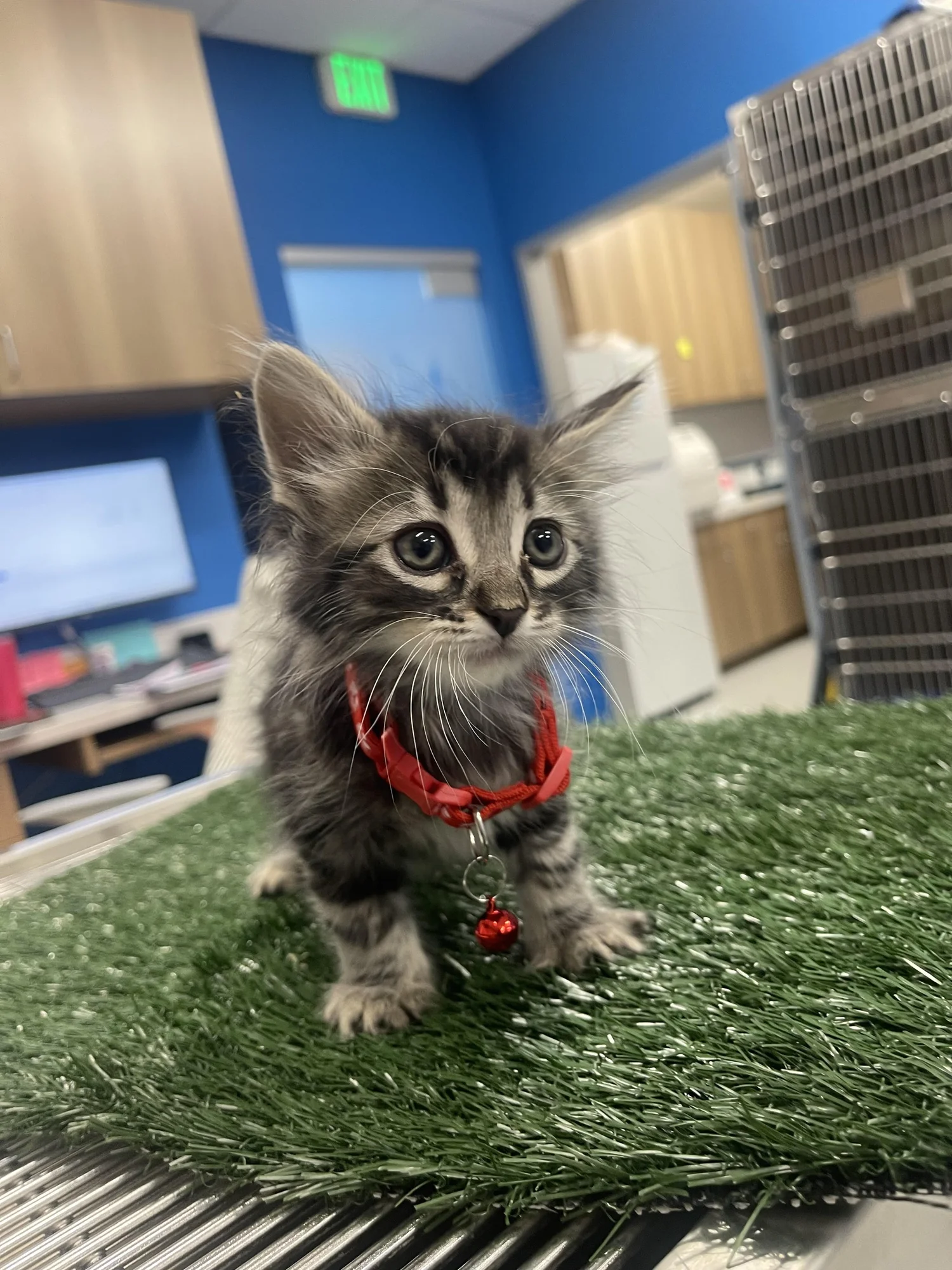 9Tails Veterinary Clinic | Veterinarian in Corona, CA