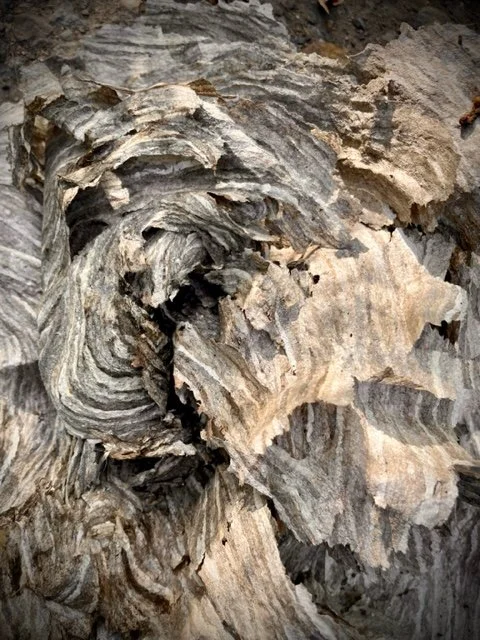 Left Behind, Hornet's Nest