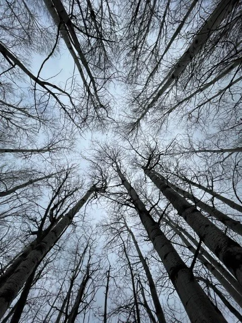 Look Up 1, Tuckerman Park, Bozeman, MT