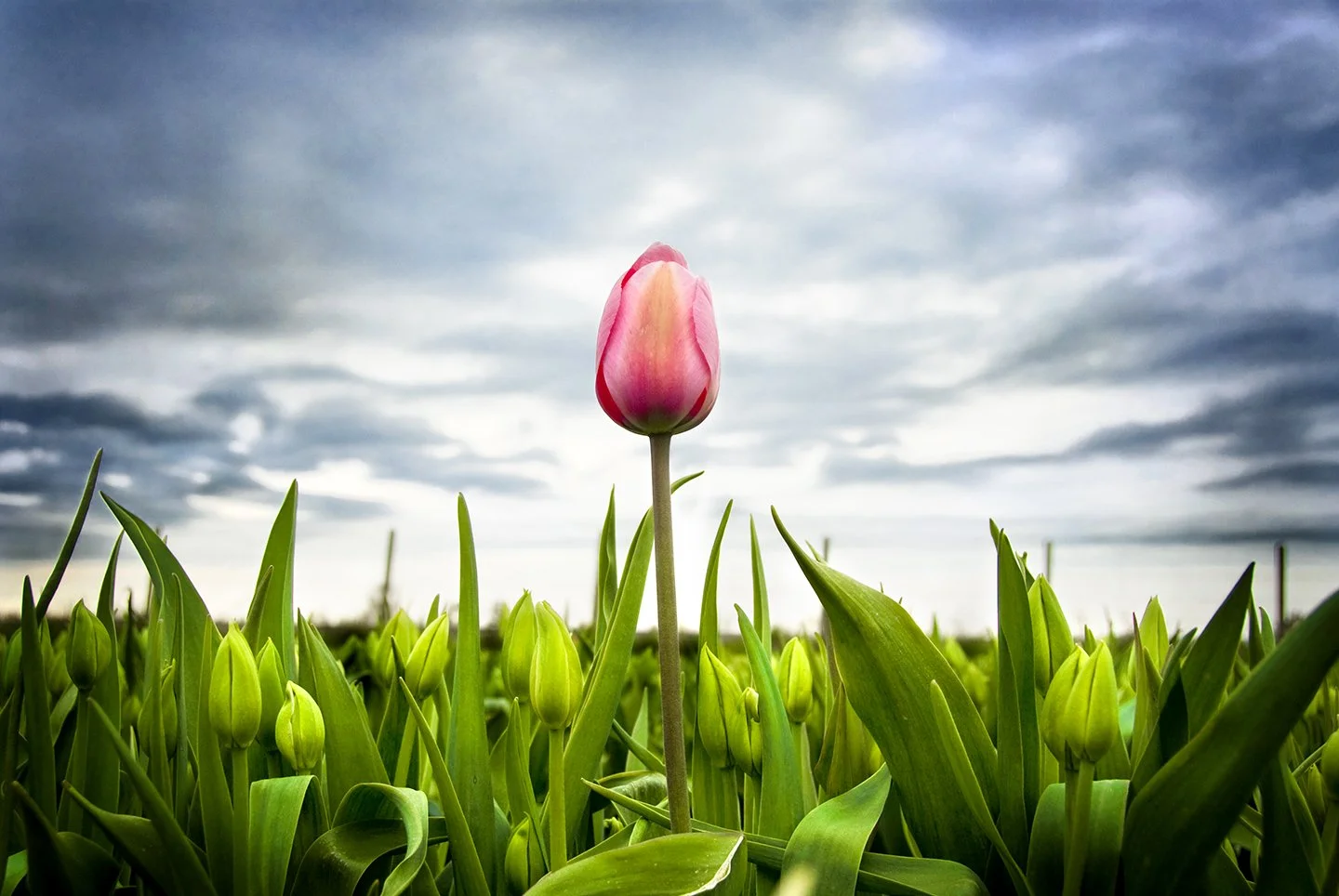 Early Bloomer, Skagit Valley Tulips, WA