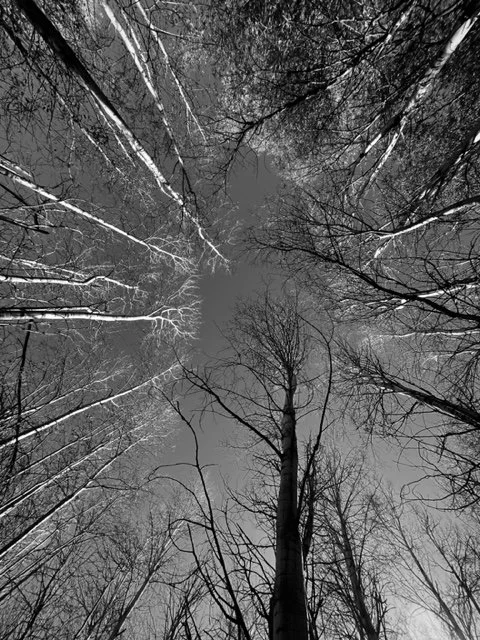 Look Up 2, Tuckerman Park, Bozeman, MT