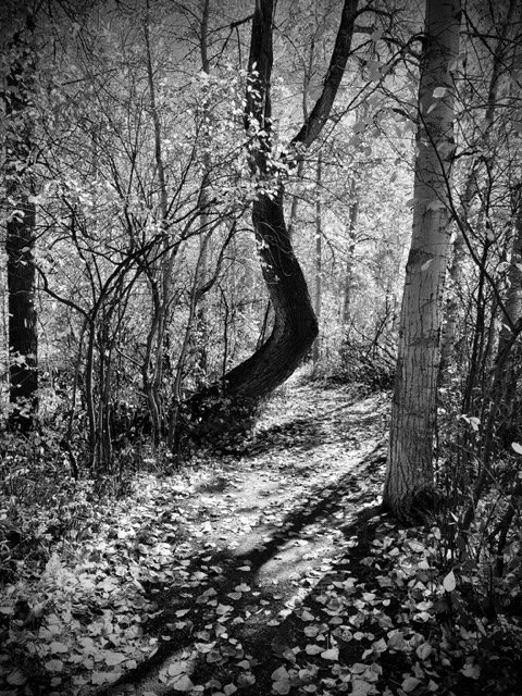 The Elbow Tree B&W, Tuckerman Park, Bozeman, MT