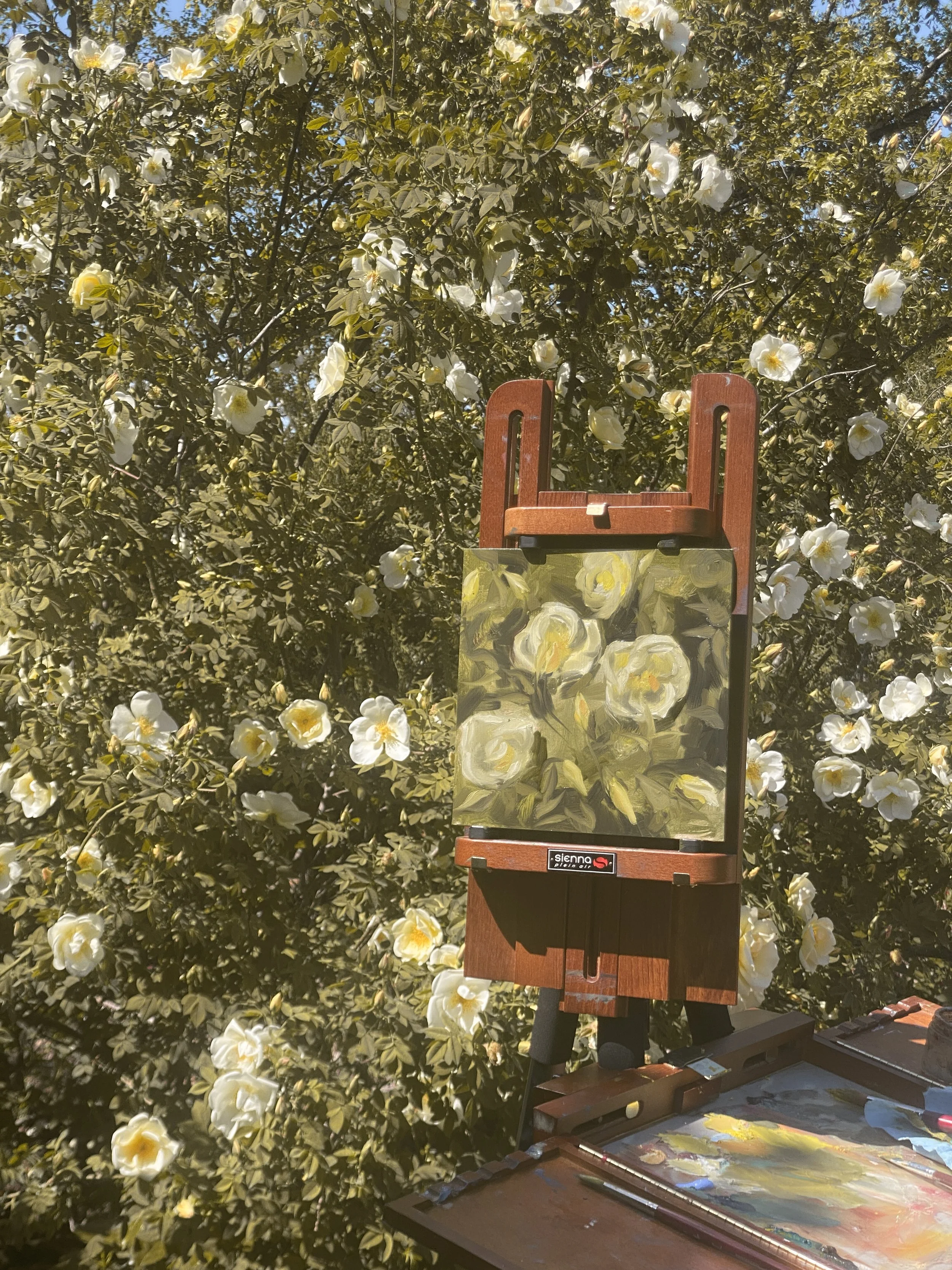 Plein air painting of white florals. The painting sits on an easel in front of bush of white flowers.