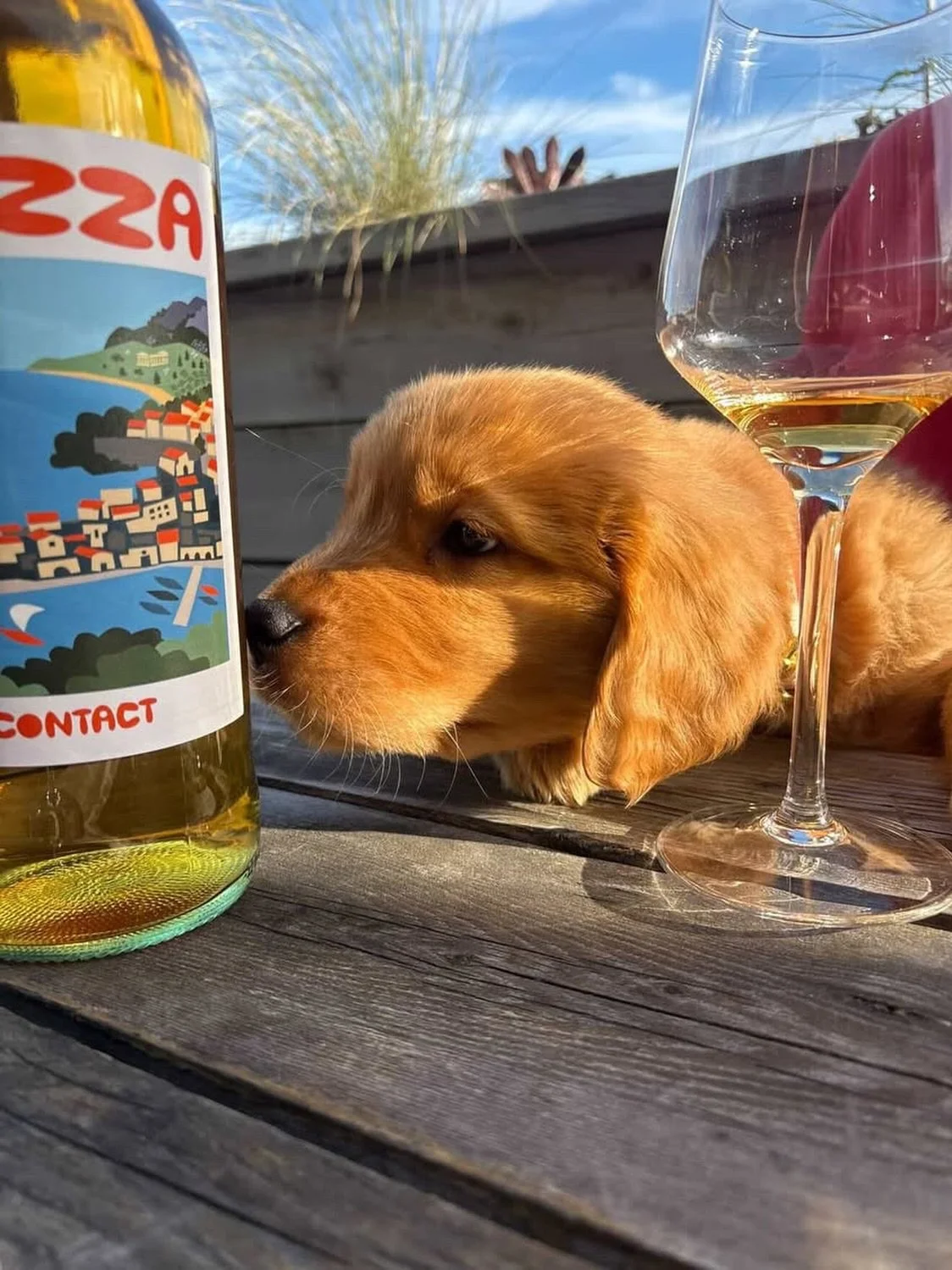 Calling all super good dogs ☎️ Semi Tropic Wines is dog friendly! Bring your pups by and enjoy a glass on our beautiful outdoor patio or catch some shade inside.
📸 @dombayy