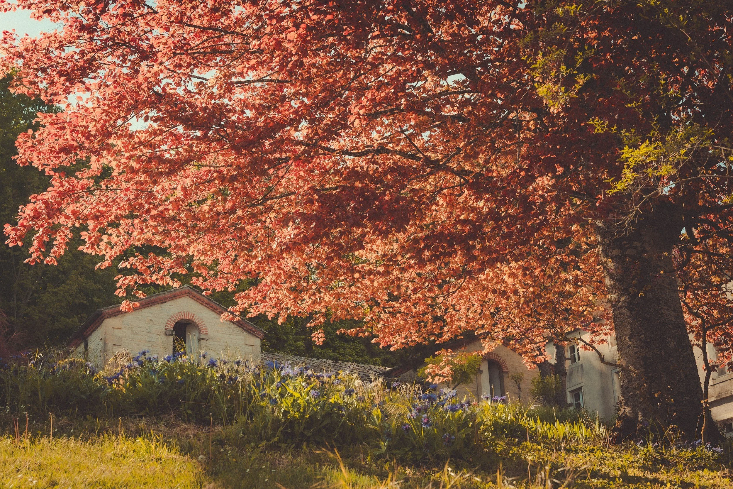Un arbre aux feuilles orangées en pleine floraison avec une maison en arrière-plan, lors d'une journée ensoleillée.