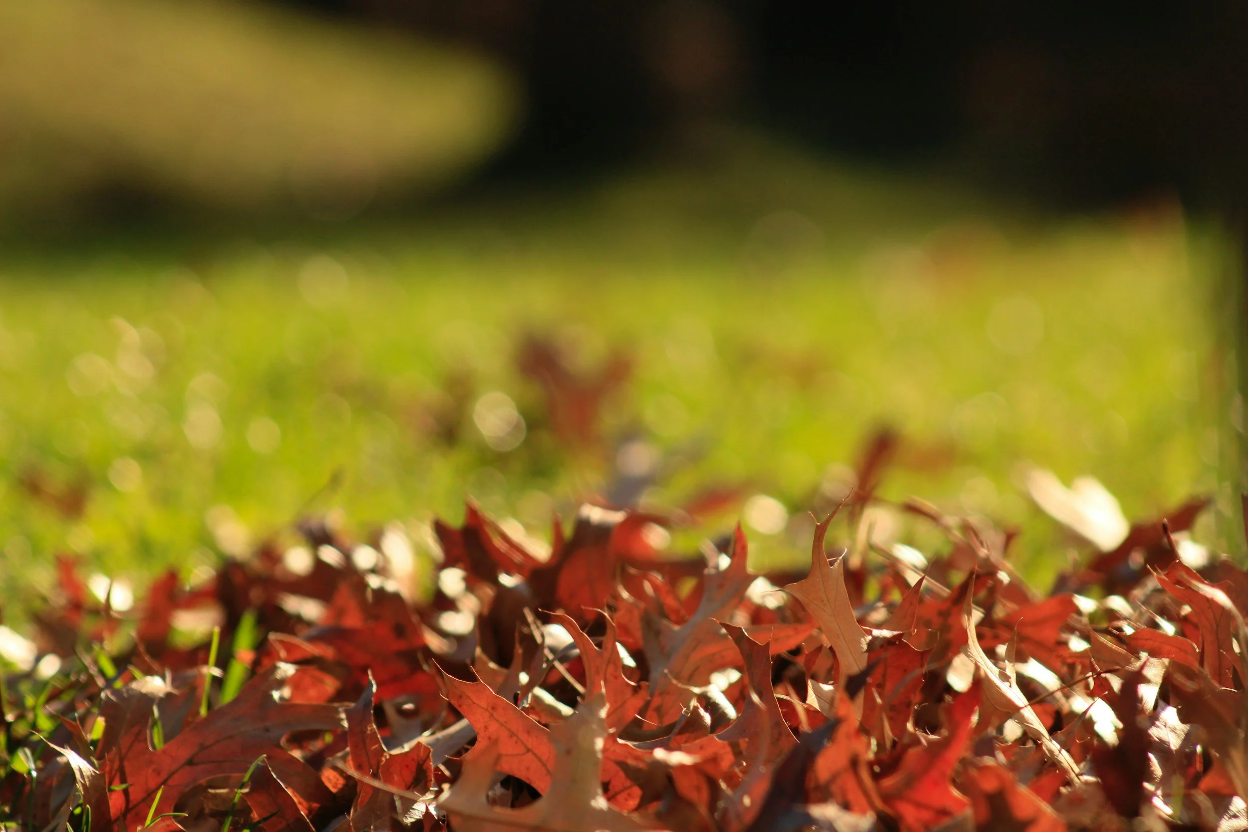 Lawn care-leaf cleanup-grounds maintenance