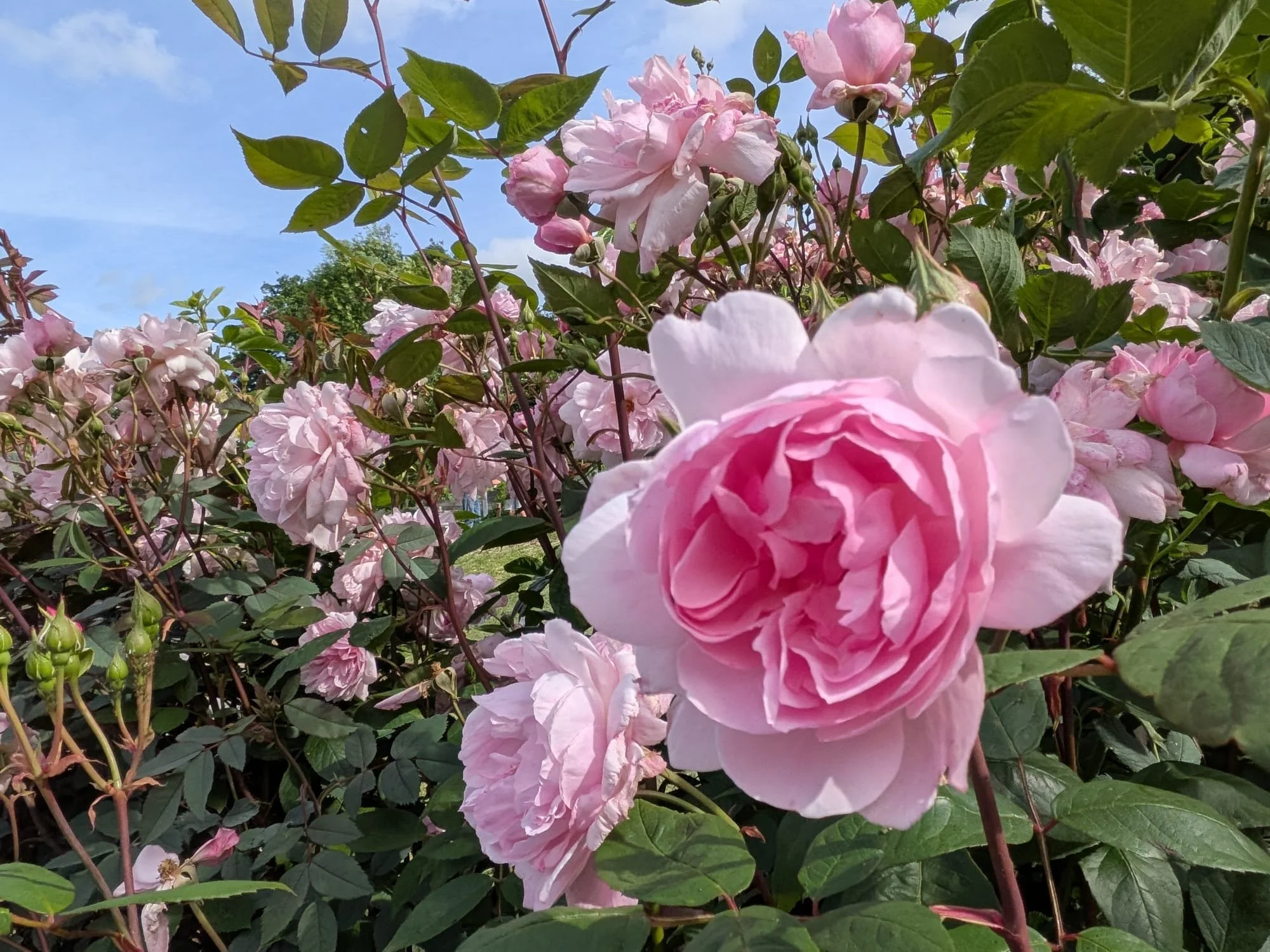 Pink and white peony flowers blooming on a bush with green leaves under a blue sky.