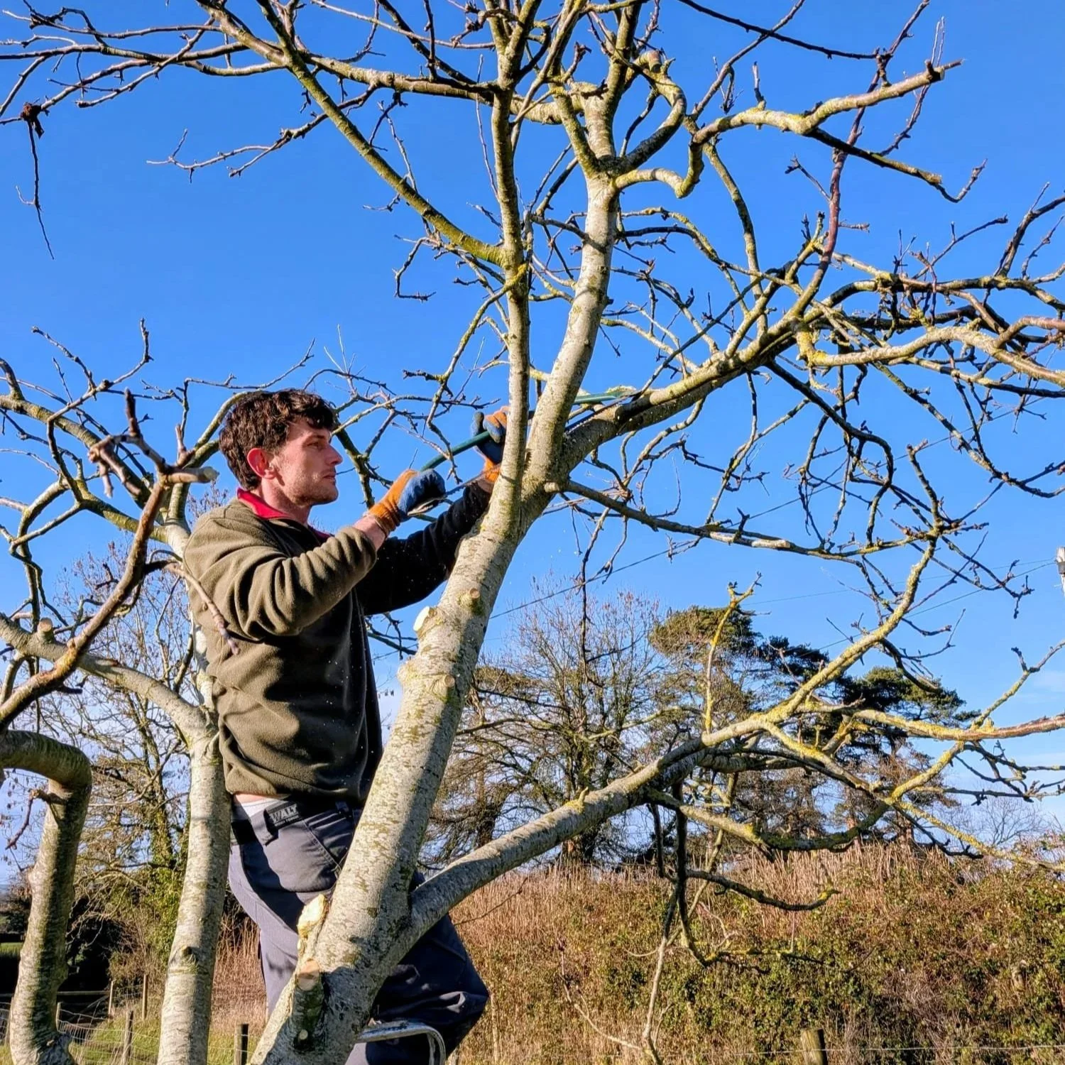 A man pruning a leafless tree outdoors on a sunny day.