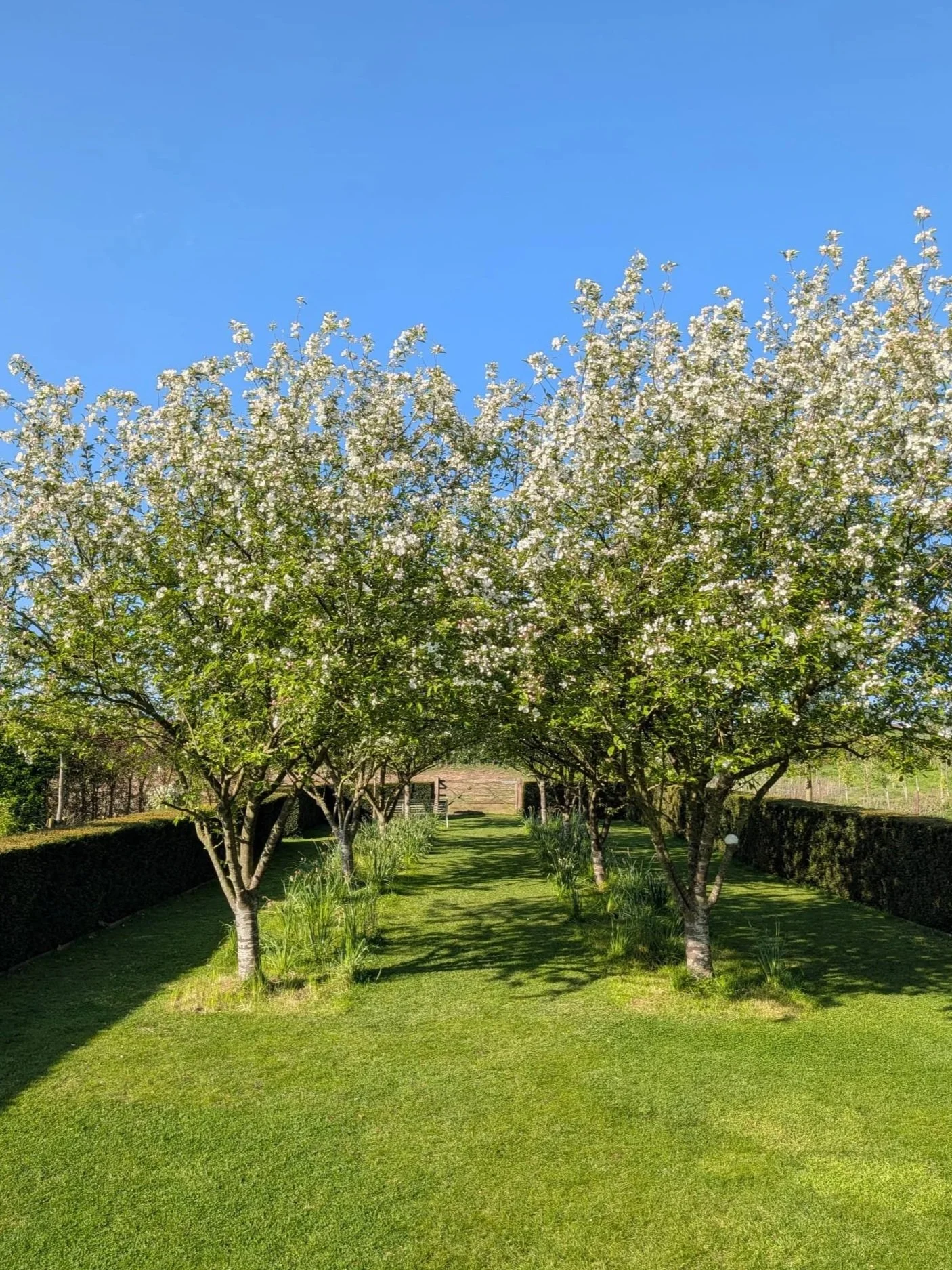 A symmetrical garden pathway lined with six blossoming trees on each side, under a clear blue sky.